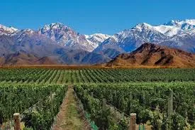 Imagen de Mendoza con un viñedo y la cordillera de los Andes de fondo.