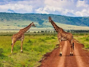 Kirafas en Parque Masai Mara en Kenia
